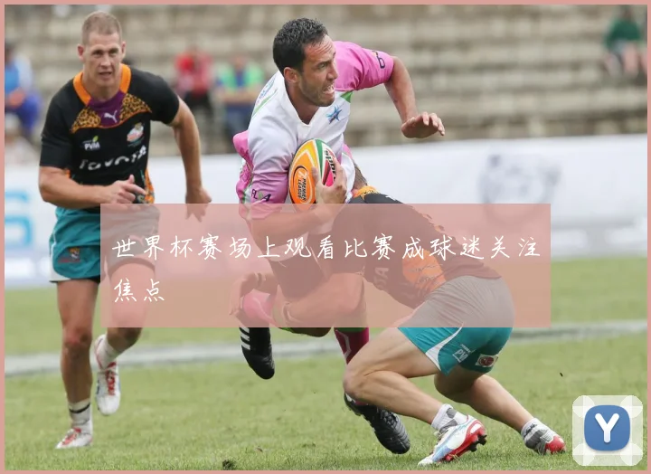 世界杯赛场上观看比赛成球迷关注焦点